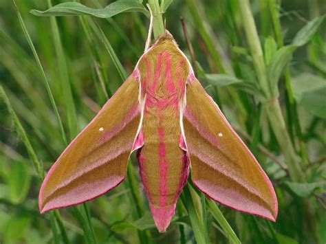 Elephant Hawk-moth | Butterfly Conservation