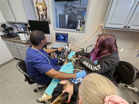 24 Hour Veterinarian in Oklahoma City - Neel Veterinary Hospital