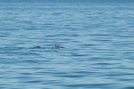 Image result for Endangered porpoise resists extinction