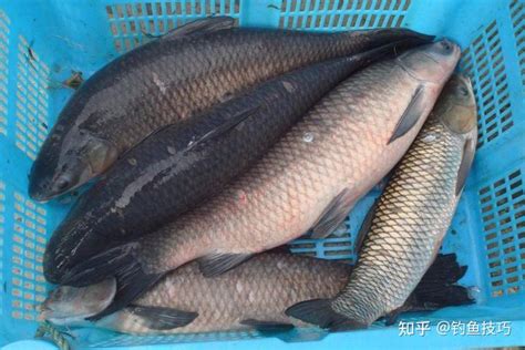 解析各种类型鱼漂的特点，以及针对鱼群的使用 - 知乎