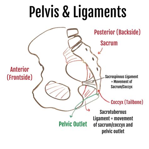 Pelvic Inlet Vs Pelvic Outlet