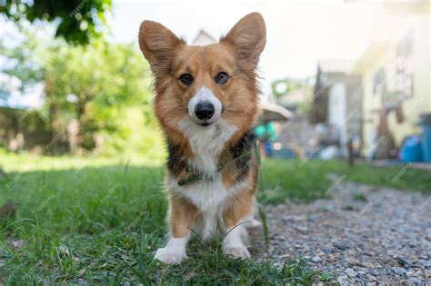Premium Photo | Cute looking tri color welsh corgi pembroke looking at ...