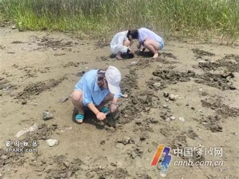 浙江花蛤遭大面积挖捕 有人全家出动一晚上挖20多斤 - 2022年6月9日 / 头条新闻 - 看帖神器