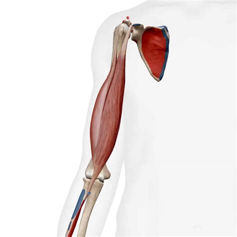 Biceps Brachii Short Head - Kettlebell Monster