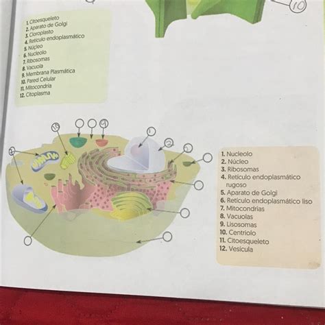 1. Nucleolo 2. Núcleo 3. Ribosomas 4. Reticulo endoplasmático rugoso 5 ...