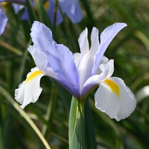 Iris hollandica 'Silvery Beauty' - buy Irises at Coolplants