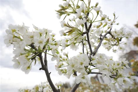 花漾四月好时节，梨花绽放迎春风_关注民生