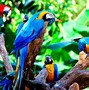 Image result for Parrot Animal Wallpaper