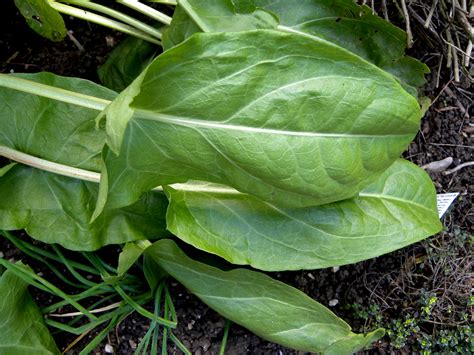 Temperate Climate Permaculture: Permaculture Plants: Sorrel