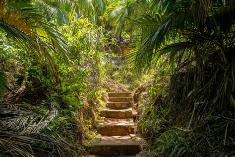 Vallée de Mai Nature Reserve: A UNESCO World Heritage Site