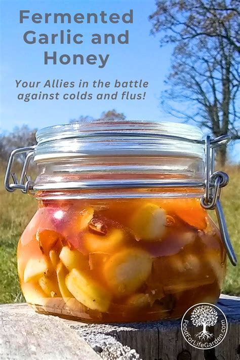 Fermented Garlic and Honey Recipe and Benefits – Food For Life Garden