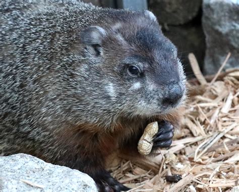 What Happens If Groundhog Sees Shadow
