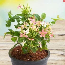 Send Plants to Mumbai, Plant Delivery in Mumbai | OD