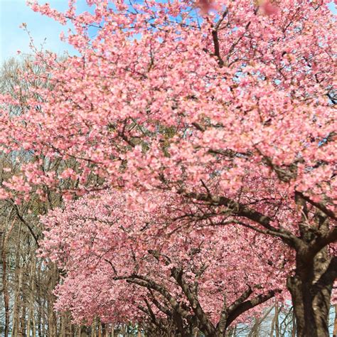 KARASUGAMORI PARK (2026) All You Need to Know BEFORE You Go (with ...