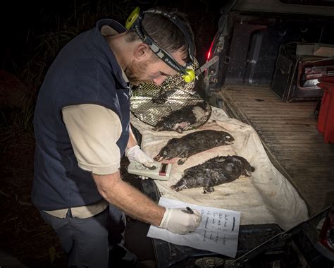 Plight of the Platypus - bioGraphic