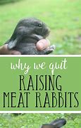 Image result for Raising Meat Rabbits Cage