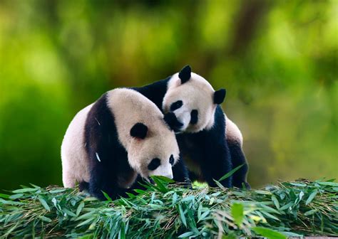 特写：熊猫宝宝和花为何如此可爱——熊猫系列（44）