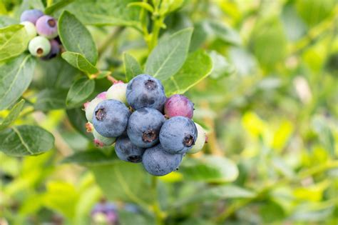 Northern Highbush Blueberries (Vaccinium corymbosum) - Food Gardening ...