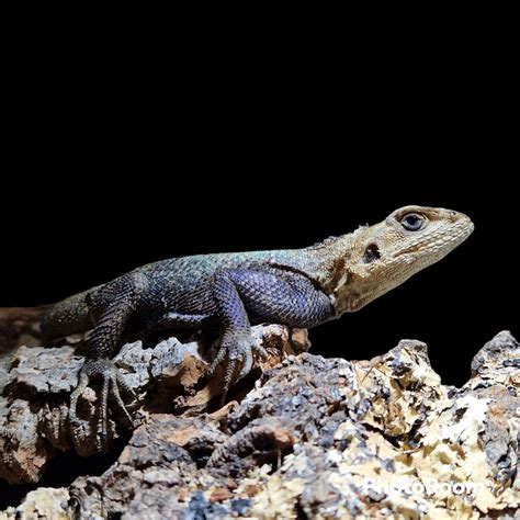 Agama Agama