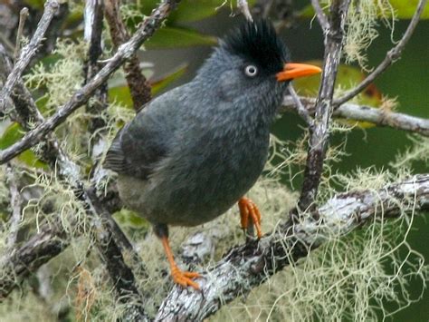 Reunion Bulbul - eBird