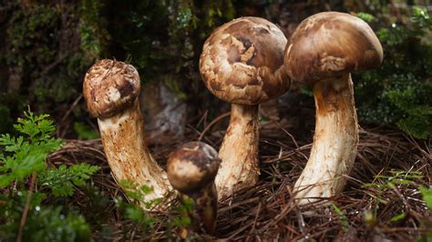 What Are Matsutake Mushrooms, And How Are They Used?, 55% OFF