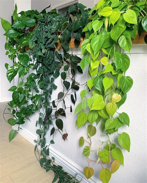 Trailing House Plants Uk at Anthony Cline blog