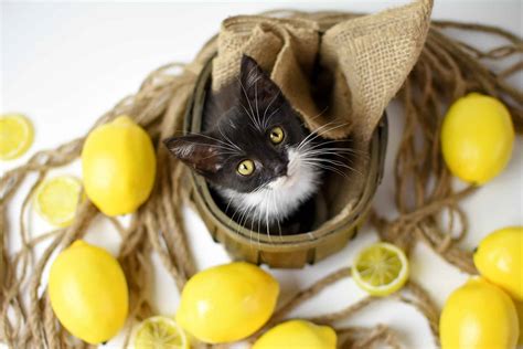 Can Cats Eat Lemon? 11 Most Notable Signs Of Poisoning Revealed!