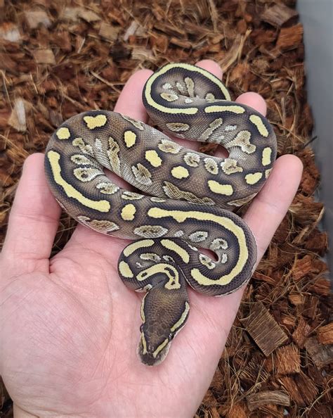 Image result for Voodoo Ball Python