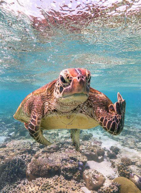 Funny Image Of Terry The Rude Turtle Wins Comedy Wildlife Photography ...