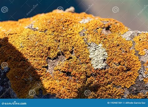 Detail of Fungus on the Bark of a Tree. the Bark of Trees is Often Used for Placement of Plant ...