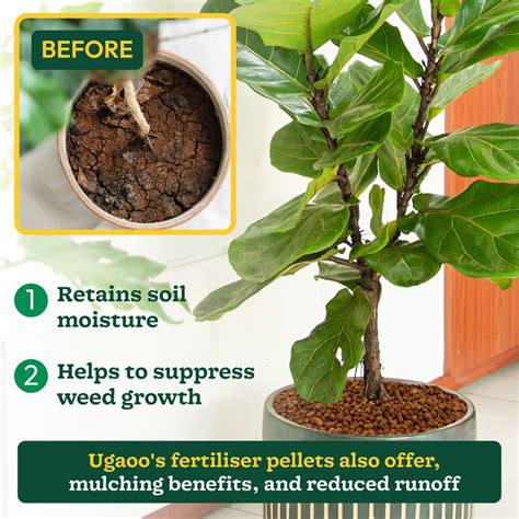 Buy Premium Pellets for Plants: Nourish your garden naturally – Ugaoo