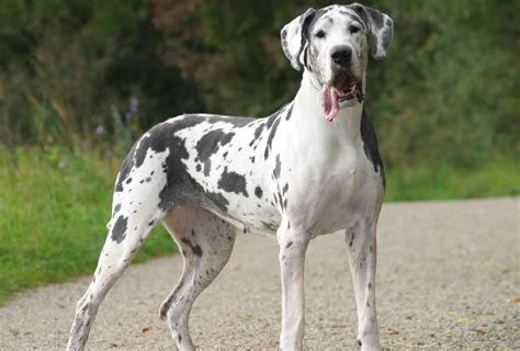 Why Do Great Danes Live Short Lives
