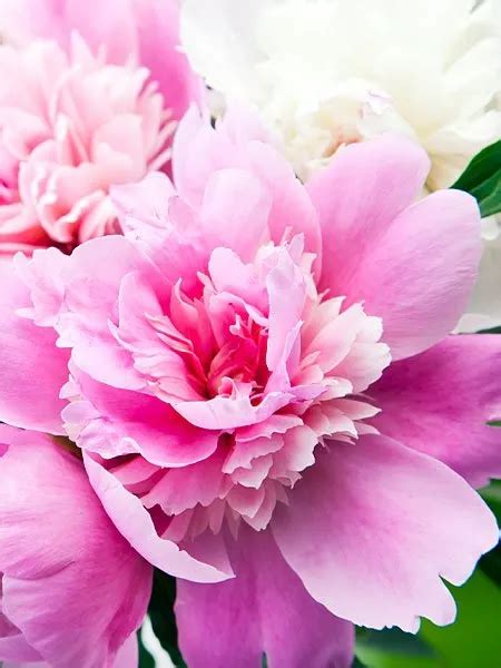 R. L. Leintz Funeral Home | Leavenworth, KS