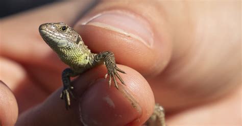 Britain’s rarest lizard species released into wild in Hampshire – The ...