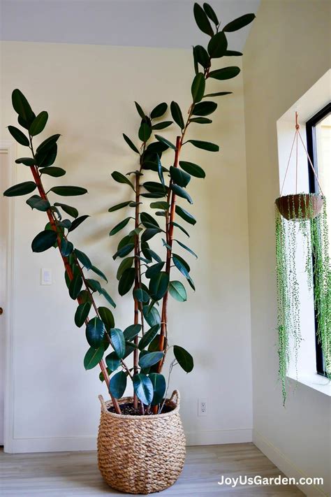 Indoor Rubber Plant