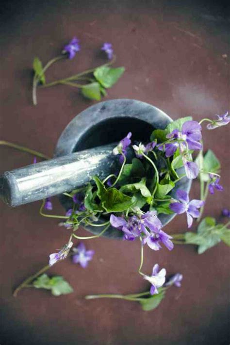 Violet Flower meaning and symbolism: Ultimate Guide - SimplyBeyondHerbs