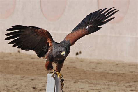 Falcon 库存照片. 图片 包括有 飞行, 准备好, 作为, 猎鹰, 阿拉伯, 被扭伤的, 自由, 驯服 - 17622894