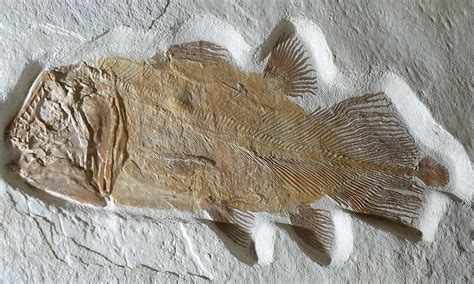 Ancient Fish Fossils