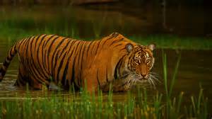 Wildlife In Laos