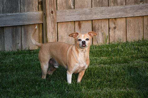 Larger Chihuahua Breed