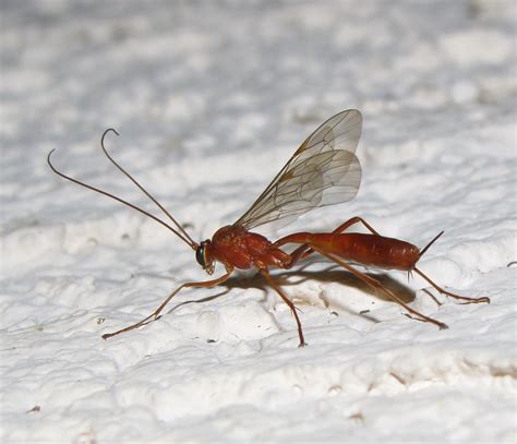 Bug Eric: Wasp Wednesday: Netelia