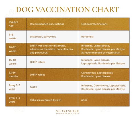 The Importance of Timely Vaccinations: Creating a Schedule for Your Dog ...