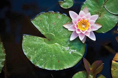Lily Pad Flower