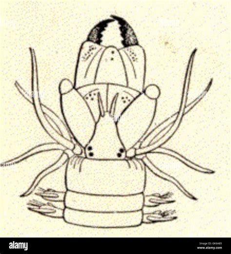 The head of Nereis pelogica, a species of polychaete worm, reveals its distinctive features ...