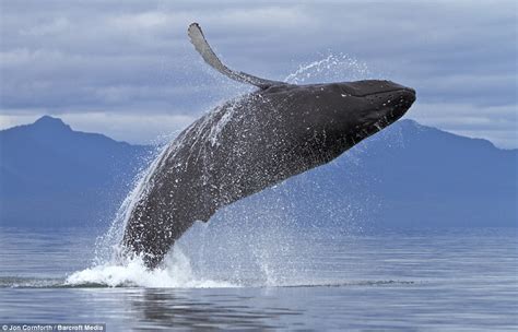 高清晰海洋生物摄影图-鲸鱼