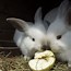 Image result for baby bunny rabbits breeds