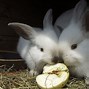 Image result for Three Baby Wild Rabbits