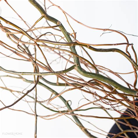 Curly Willow Tips | Bulk Fresh DIY Wedding Flowers | Flower Moxie