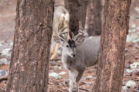 Coues Deer | Bearizona