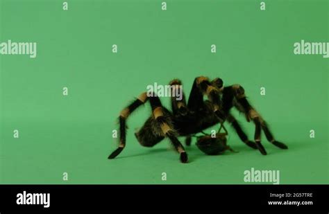 Image result for Cockroach Tarantula vs